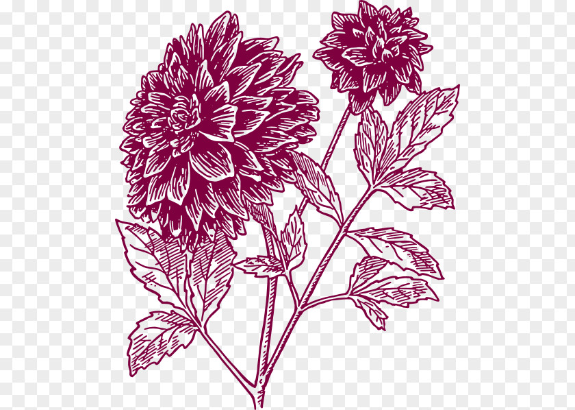 Carnation Cliparts Dahlia Drawing Black And White Clip Art PNG