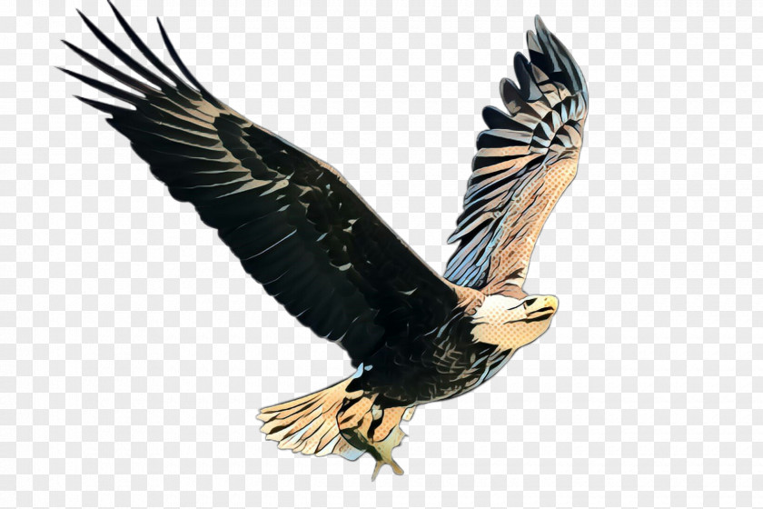 Kite Golden Eagle Bird Of Prey Accipitridae Wing PNG