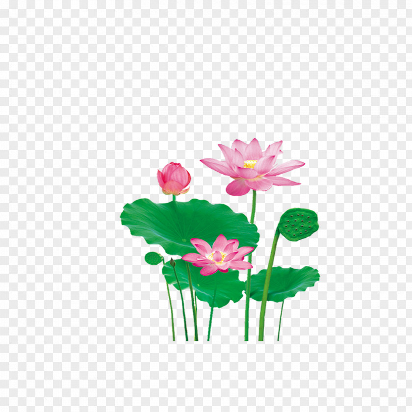Beautiful Lotus Nelumbo Nucifera Effect Leaf PNG