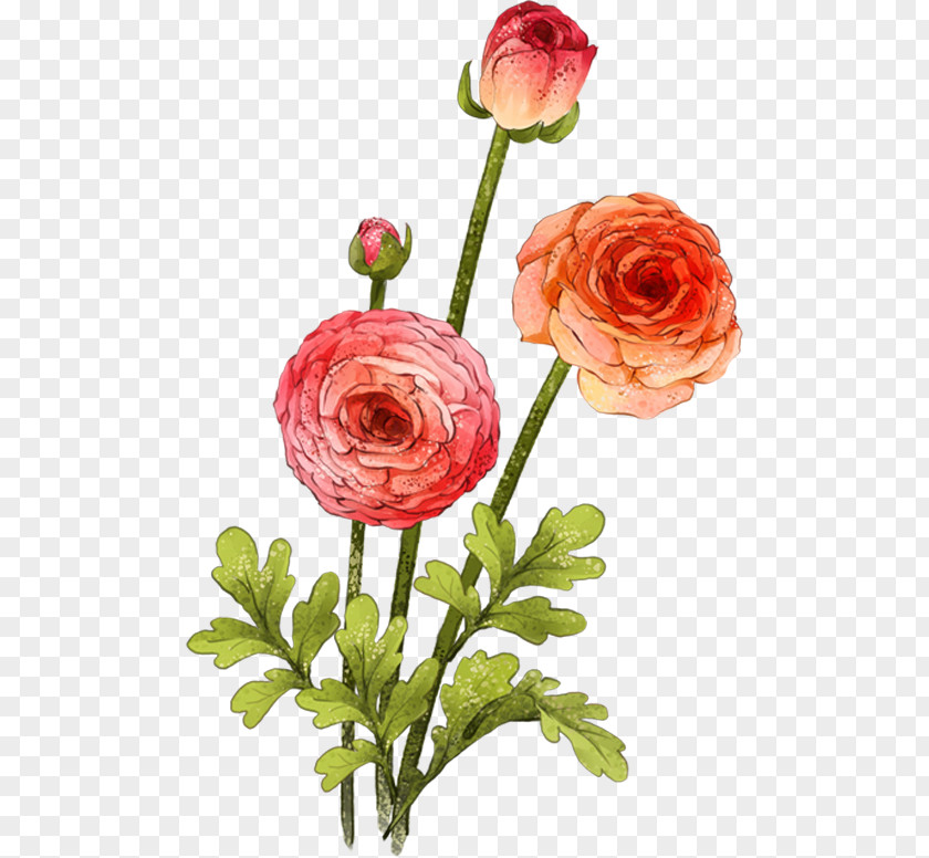 Bouquet Of Roses Painted Gouache Garden Beach Rose Centifolia Flower PNG