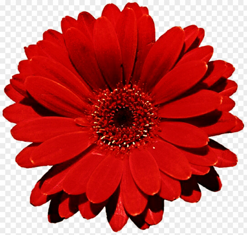 Gerbera Photo Flower Bouquet Transvaal Daisy Red Common PNG