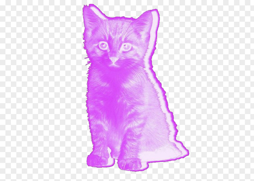 Kitten Pink Cat Lolcat PNG
