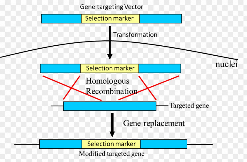 Photosynthetic Efficiency Schematic Gene Targeting Genetic Recombination Diagram Polymerase Chain Reaction PNG