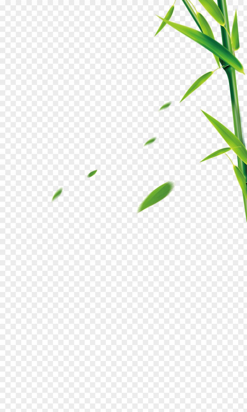 Bamboo Grass Bamboe PNG