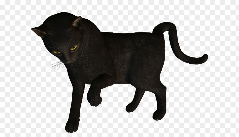 Black Cat Bombay Havana Brown Domestic Short-haired Whiskers PNG