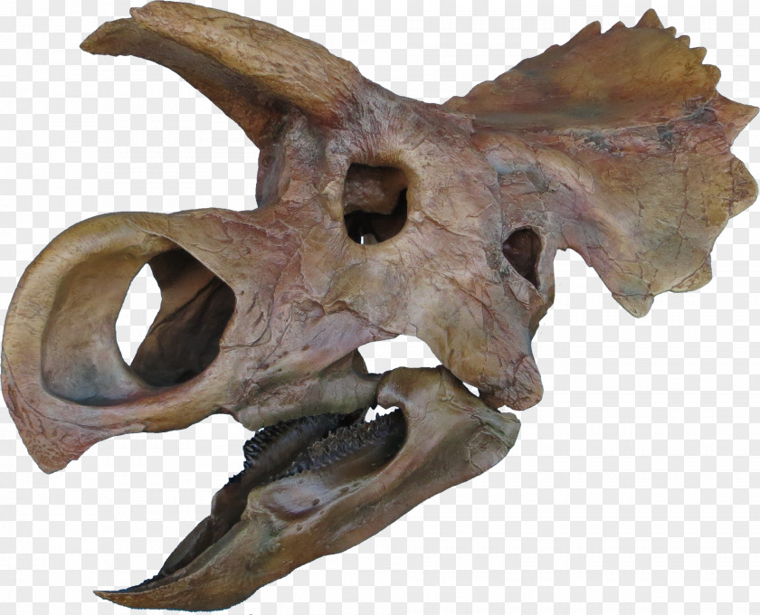 Bones Ceratopsia Triceratops Late Cretaceous Avaceratops Tyrannosaurus PNG