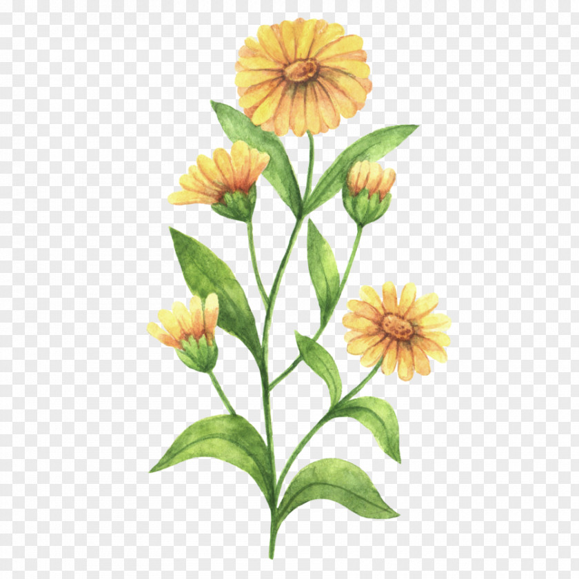 Calendula Officinalis Drawing PNG