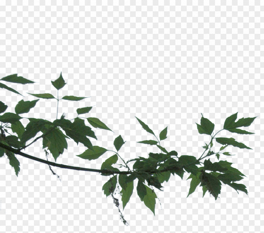 Lakeside Dear Mel Flower Comentario Plant Stem Twig PNG