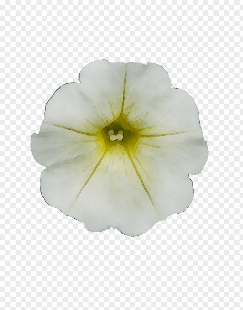 Petunia Surfinia White Yellow Light PNG