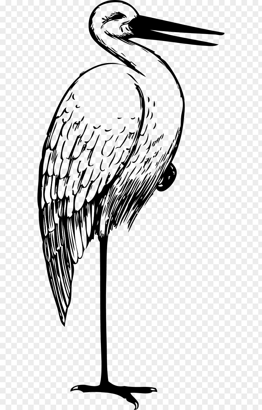 White Stork Drawing Clip Art PNG