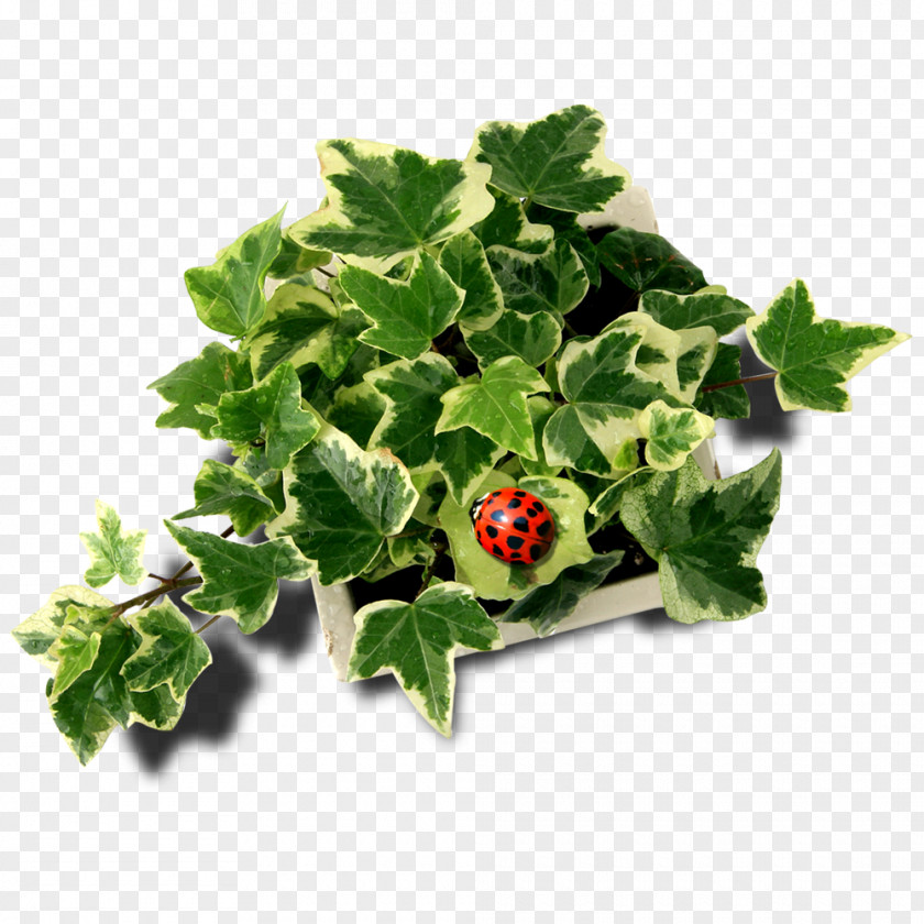 Free Creative Pull Ivy Ladybird Leaf PNG