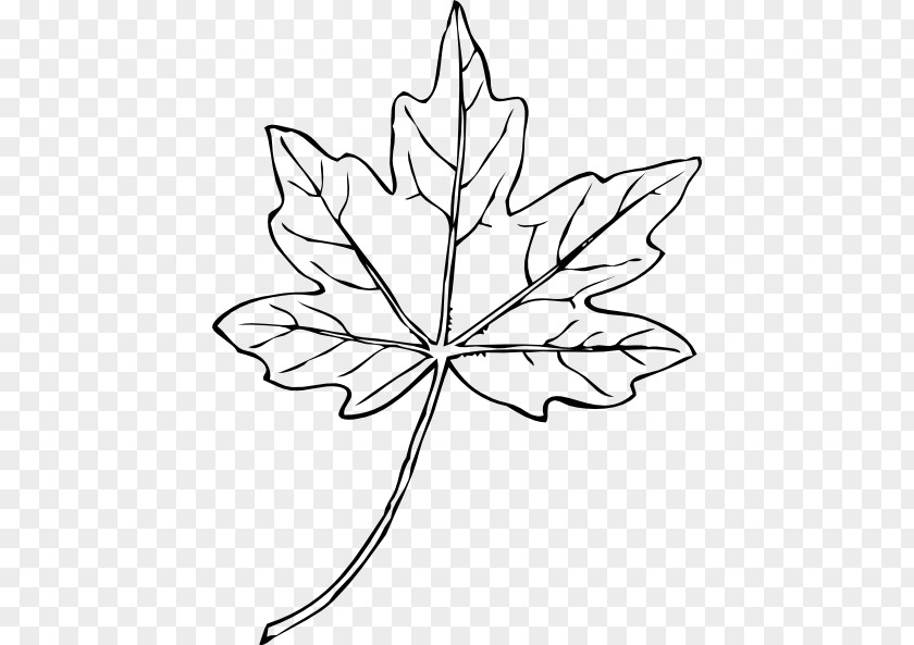 Pictures Of Maple Leaves Leaf Drawing Clip Art PNG