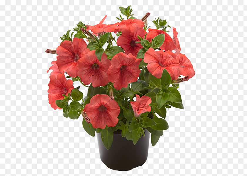 Tropica Geraniaceae Impatiens Annual Plant Flowerpot Herbaceous PNG