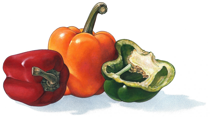Vegetable Habanero Bell Pepper Cayenne Chili PNG