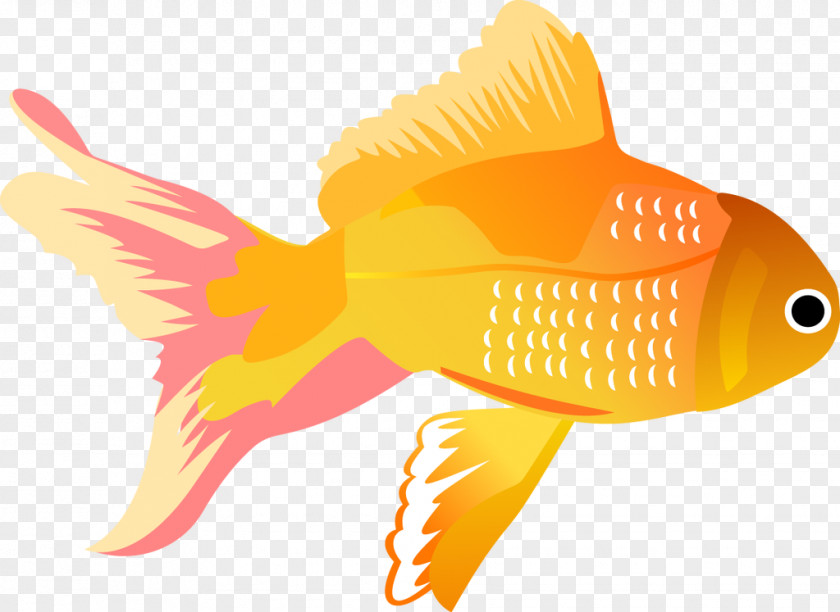 Free Fish Border Vector Graphics Koi Clip Art Illustration PNG