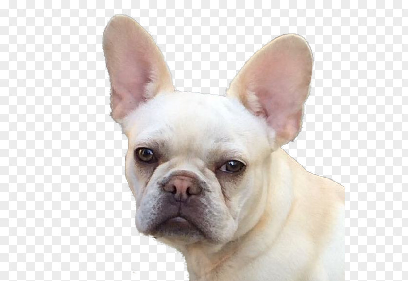 French Bulldogs Bulldog Toy Dog Breed Companion PNG