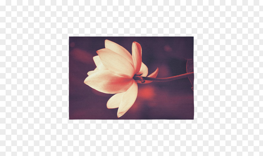 Wash Lotus Petal Magnoliaceae Family PNG