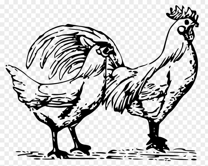 Chicken Bird Rooster Drawing Clip Art PNG