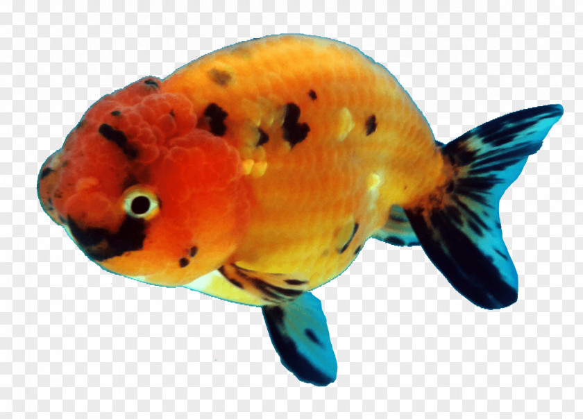 Goldfish Ranchu Oranda Common Bony Fishes PNG