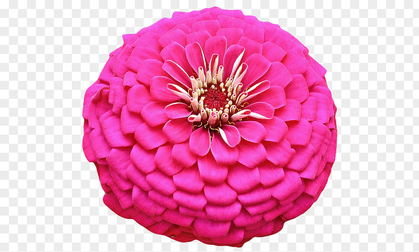 Pink Carnation Zinnia Flowers Petal PNG