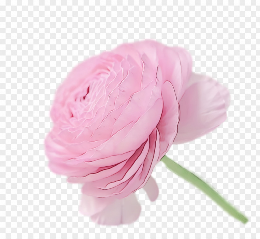 Rose PNG