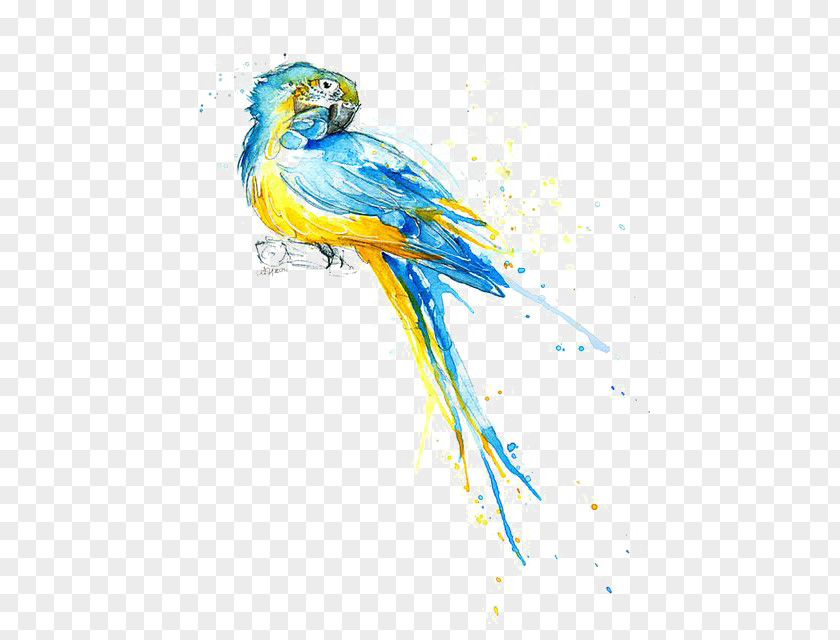 Water Parrot Watercolor Painting Drawing Illustration PNG