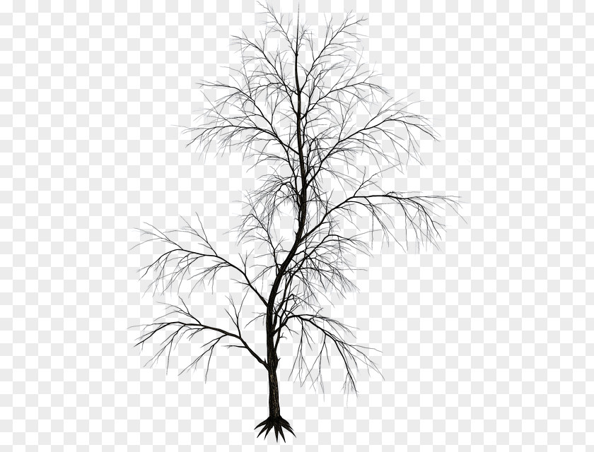 Silhouette Twig Black And White Aesthetics Image Drawing PNG