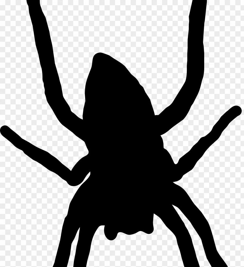 Spider Web Silhouette Arthropod Clip Art PNG