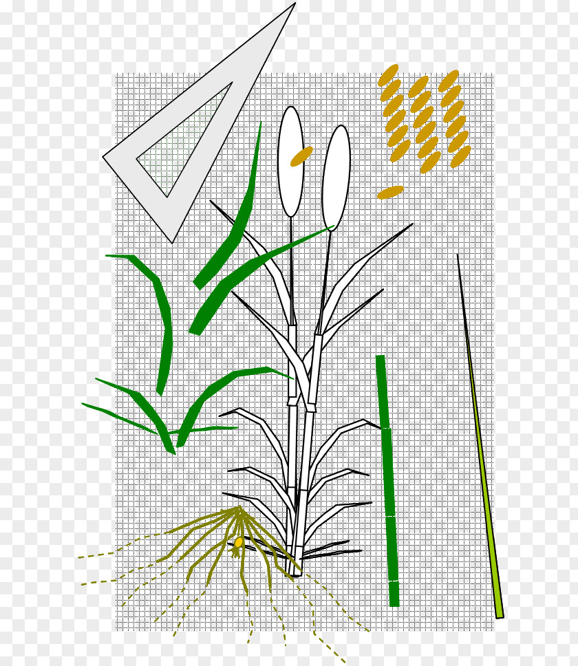 Wheat Fealds Art Graphic Design PNG