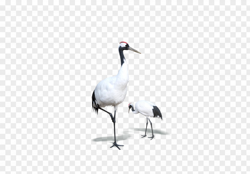 White Crane Red-crowned Bird Goose PNG