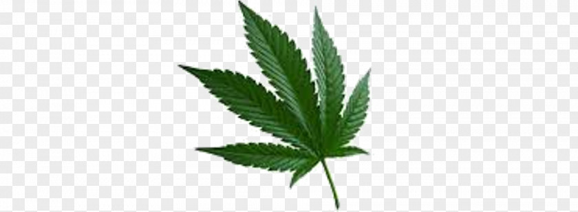 Cannabis Marijuana Sativa Ruderalis Leaf PNG