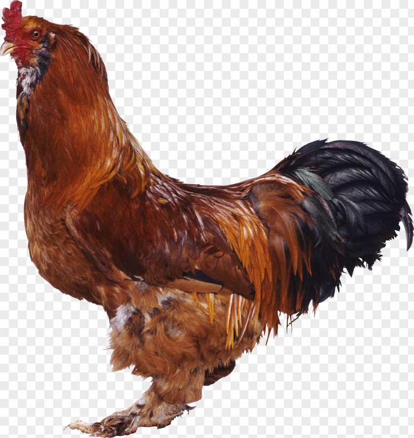 Cock Chicken Rooster Fowl Desktop Wallpaper Fish PNG