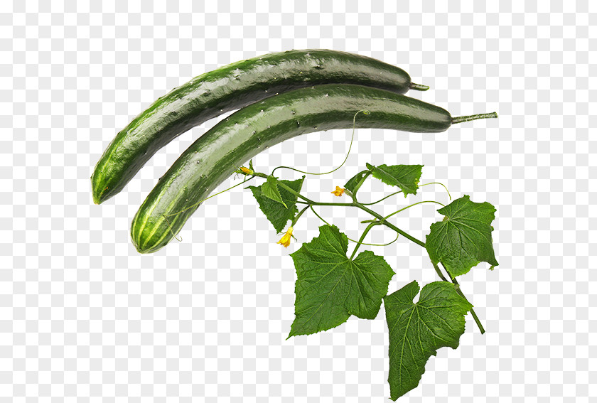 Cucumber Pickled Luffa Pasilla PNG