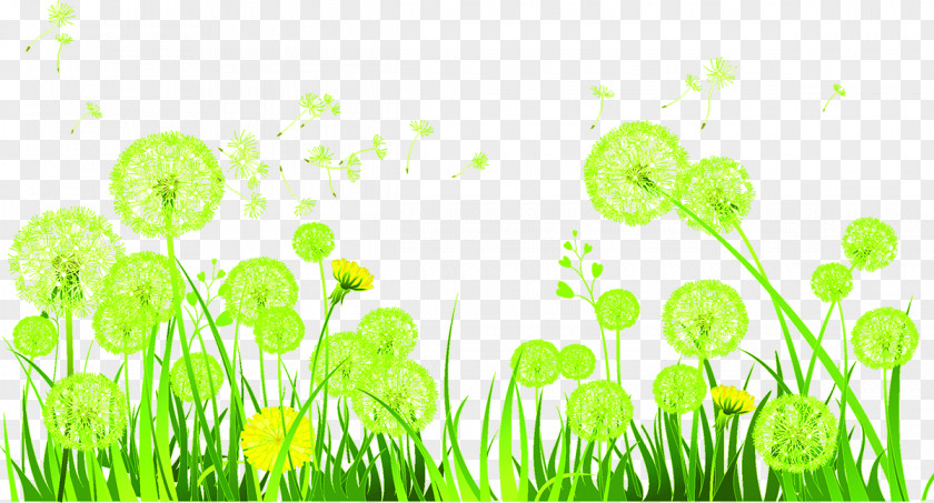 Dandelion Euclidean Vector PNG