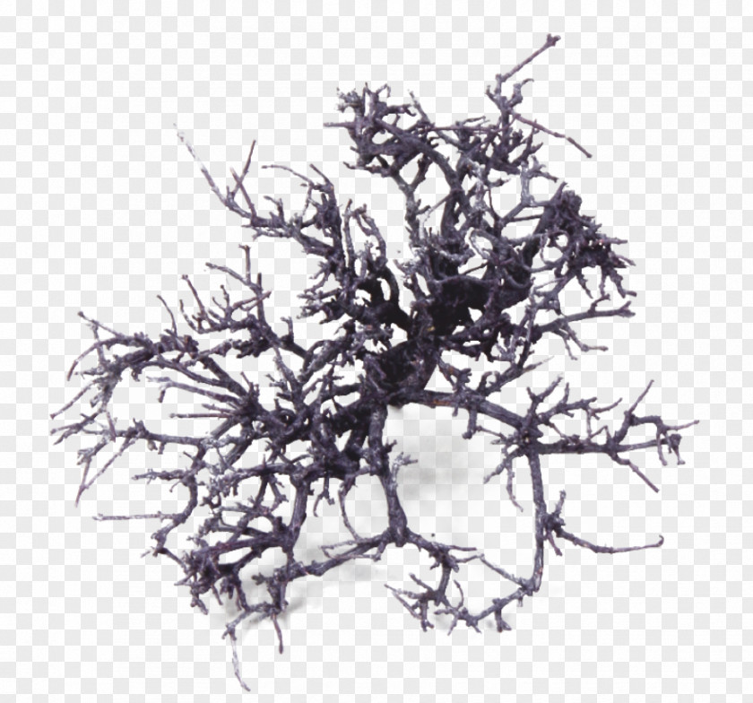 Dry Tree White PNG