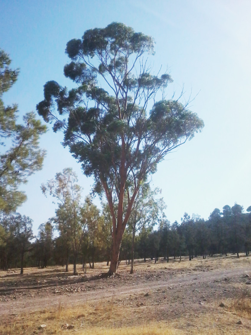 Eucalyptus SIDI MAAFA Forest Gum Trees Plant Meaning PNG