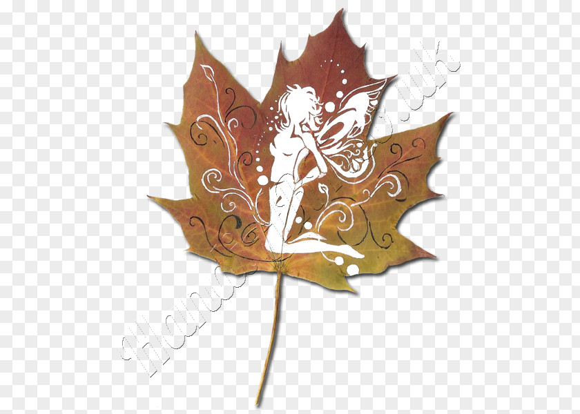 Leaf Maple PNG