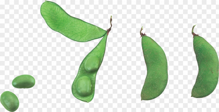Pea Vegetable Common Bean PNG