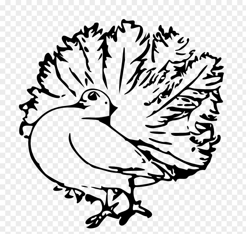 Public Domain Line Art Homing Pigeon English Carrier Columbidae Bird PNG