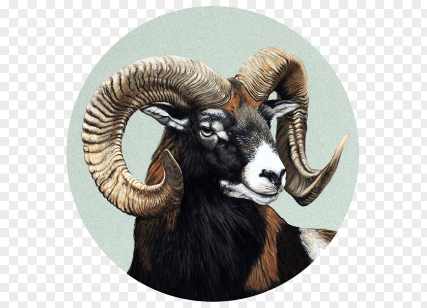Retratos De Fauna Dall SheepAries Barbary Sheep Elk Pablo Pereira PNG