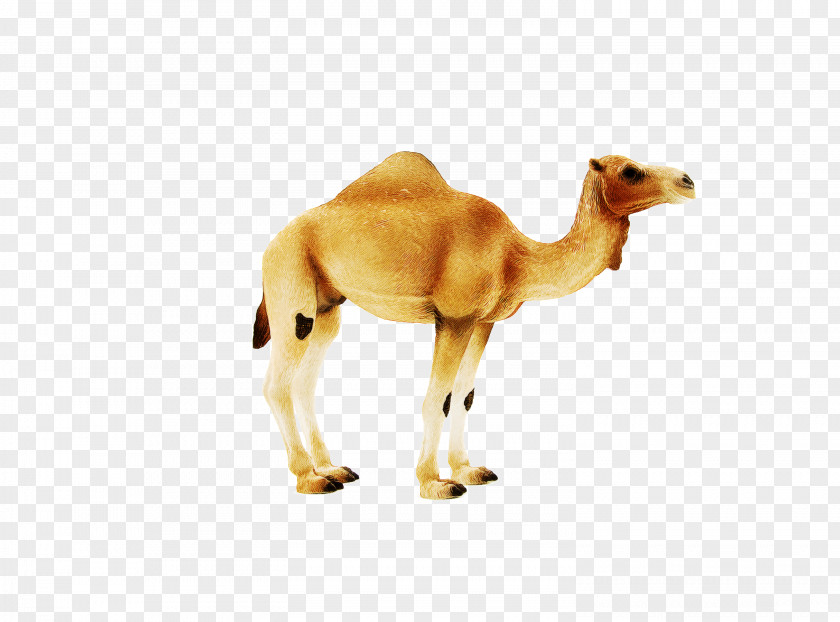 Dromedary Bactrian Camel Dog Drawing Snout PNG