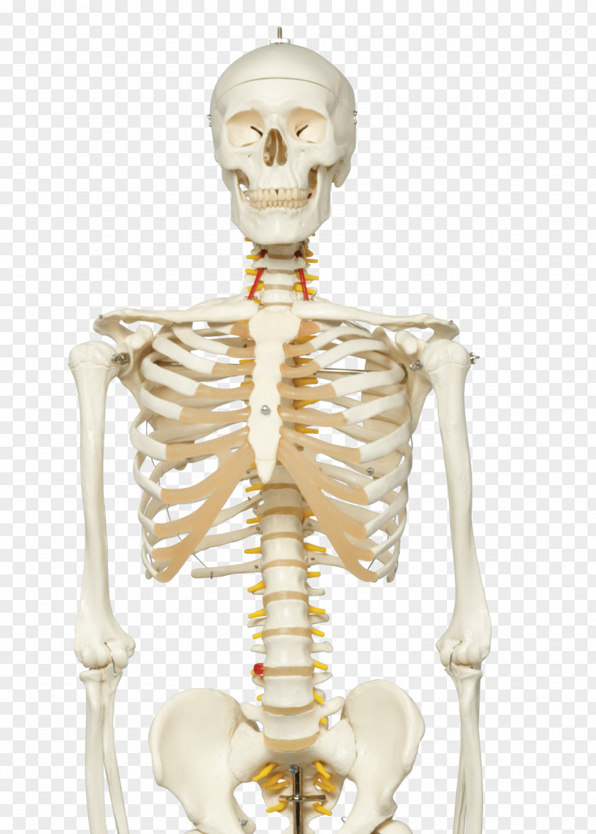 Gym Poster Human Skeleton Anatomy Vertebral Column PNG