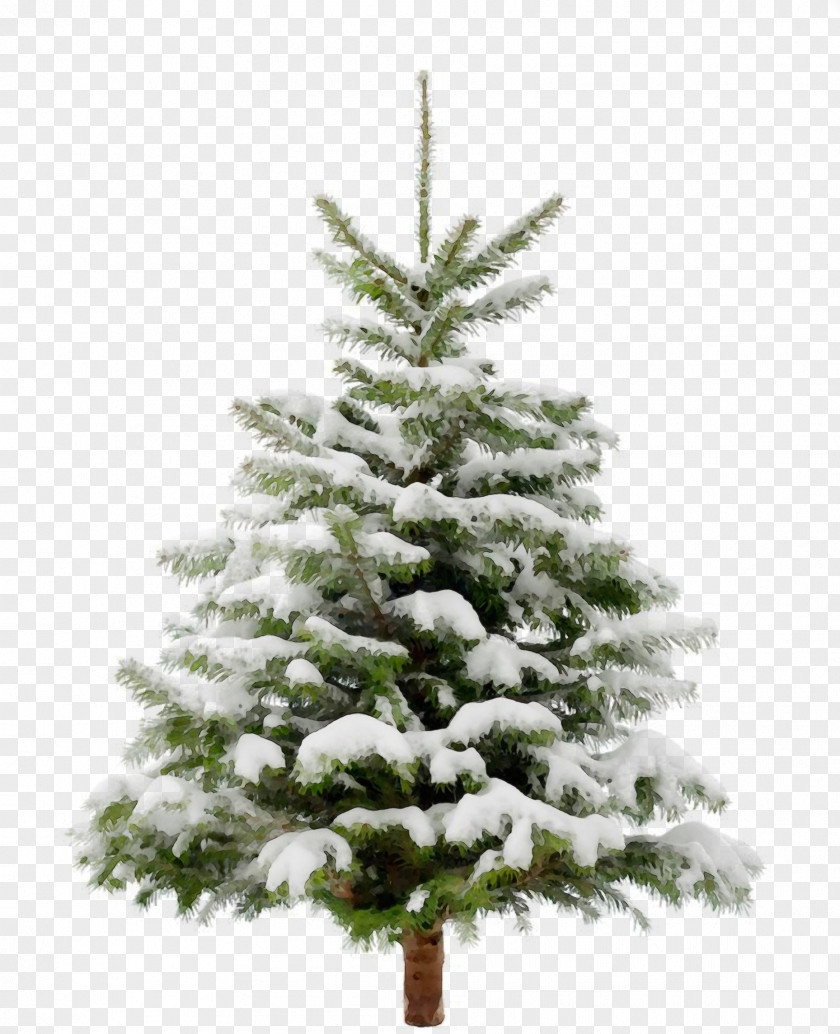 Oregon Pine Lodgepole Christmas Tree PNG