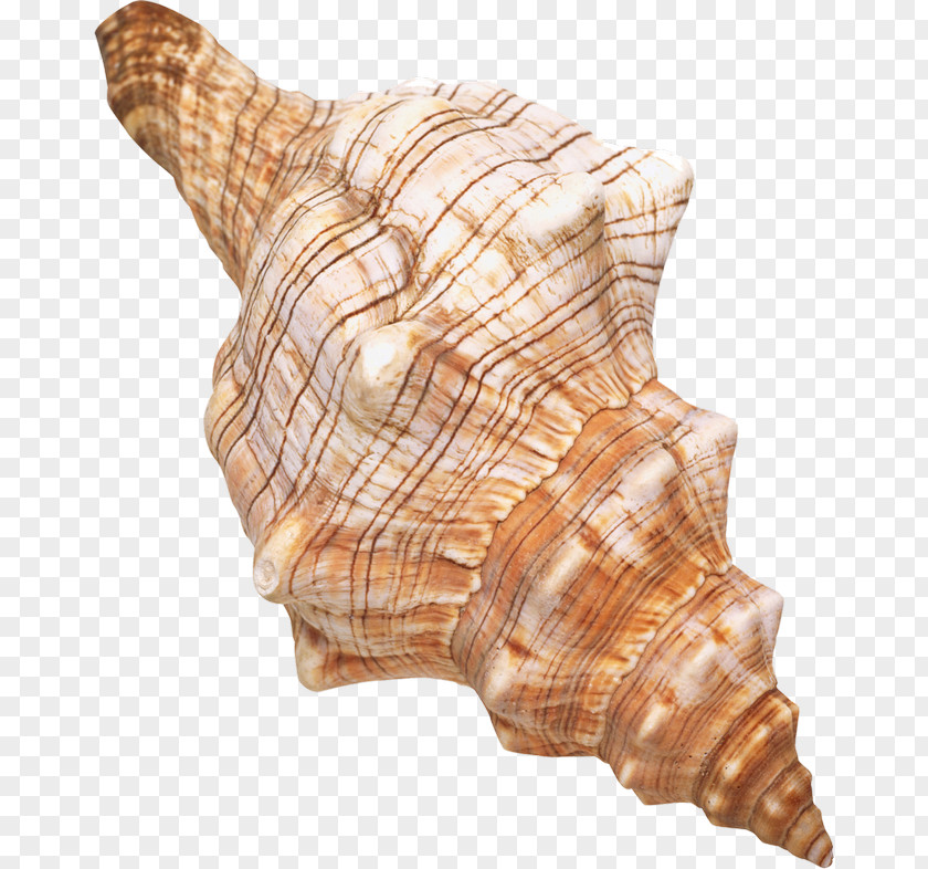 Seashell Clip Art PNG