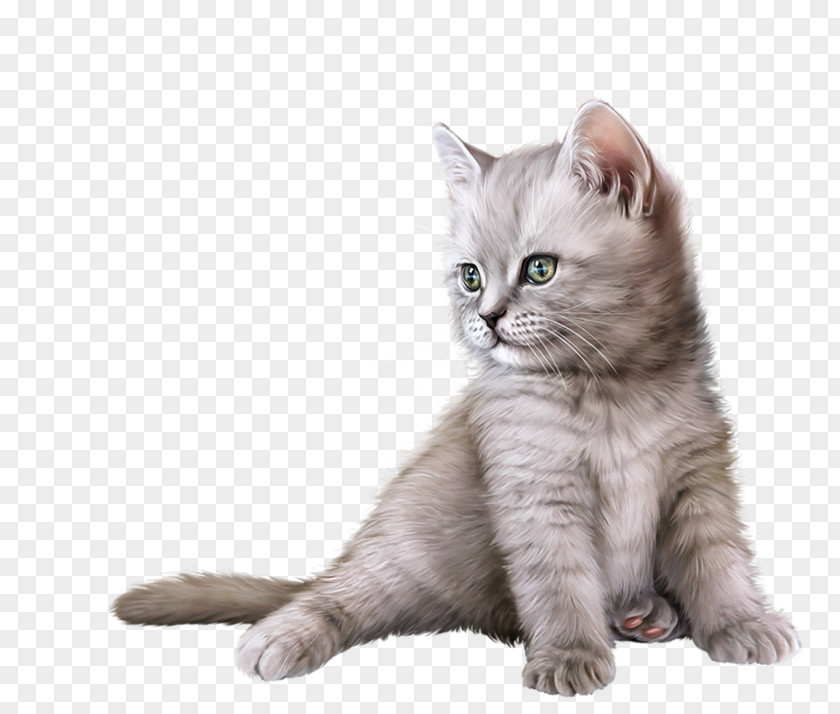 Animaux British Shorthair Kitten Semi-longhair American Malayan Cat PNG