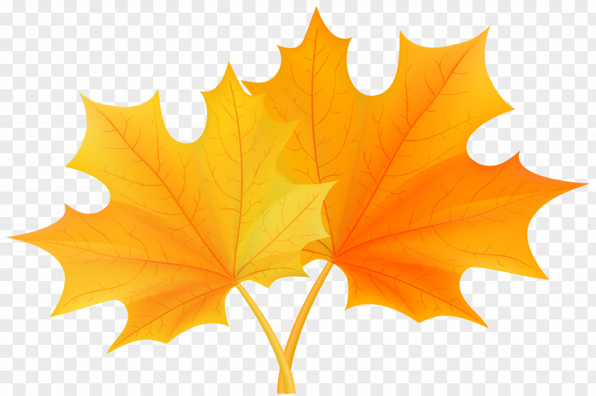 Fall Leaves Clip Art Autumn Leaf Color PNG