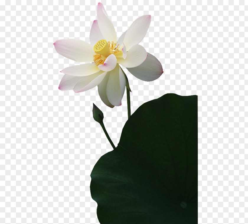 Flower Sea Nelumbo Nucifera Clip Art PNG