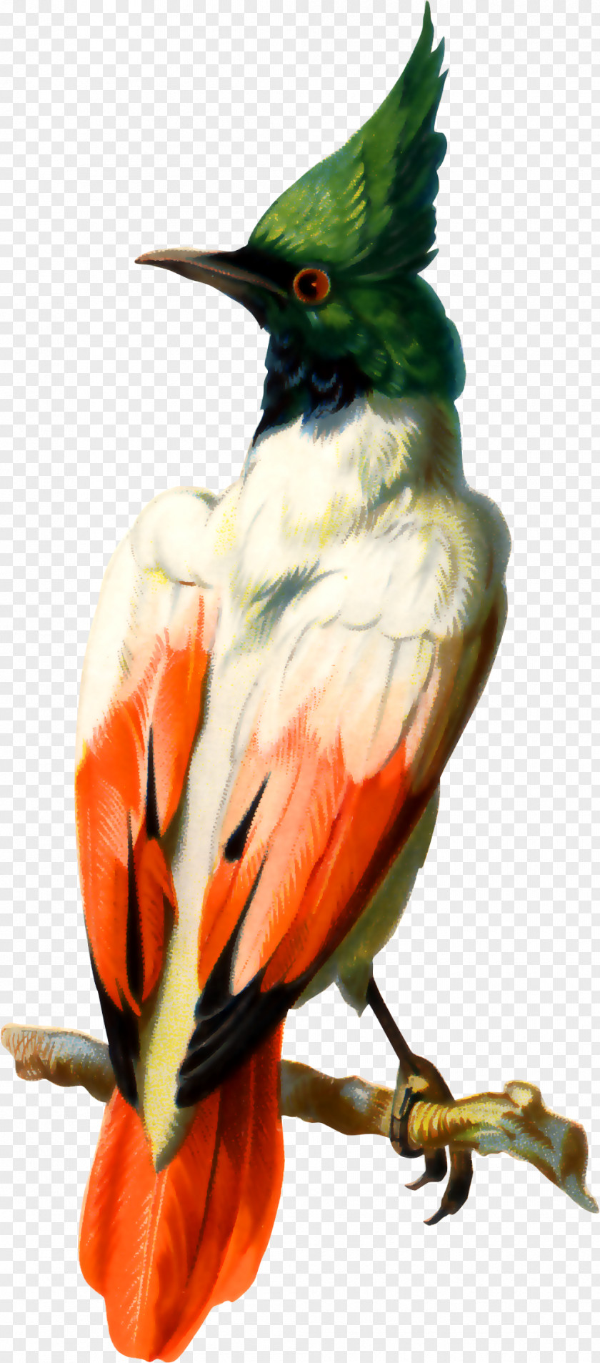 Hand-painted Parrot Bird Photography Illustration PNG