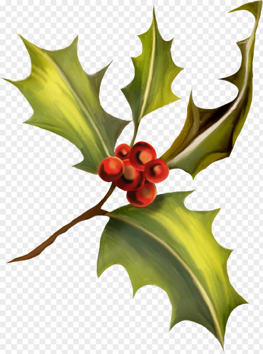 HOLLY Ilex Crenata Clip Art PNG