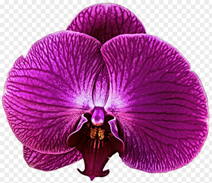 Orchid Zygopetalum Purple Violet PNG